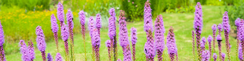 Liatris, Blazing Star